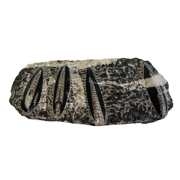 Orthoceras Fossil Specimen On Black Matrix 8 1/2" x 4" - Picture 10 of 10